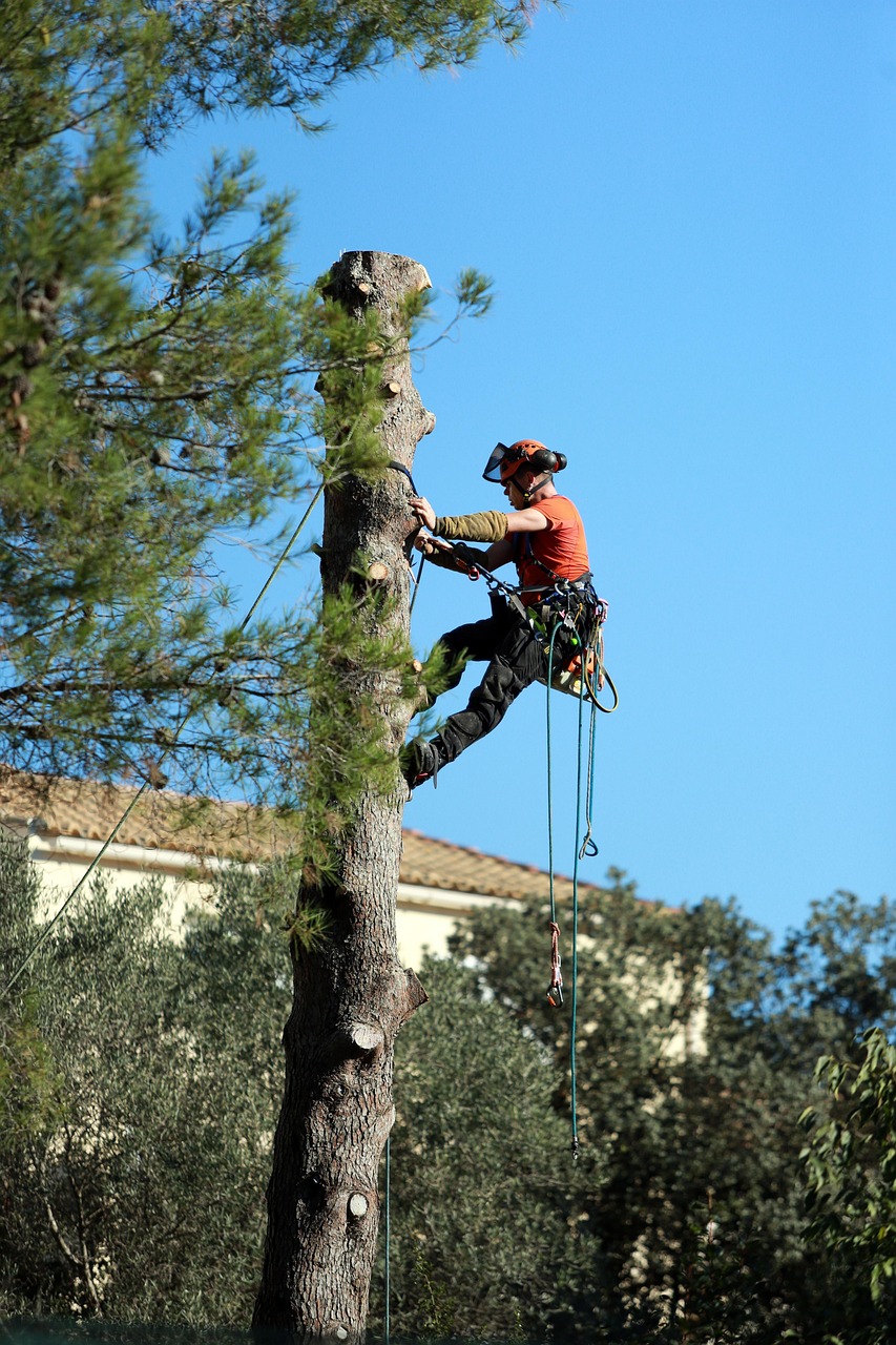 work, tree trimming, chopped off, limbing, tree trimming, tree trimming, tree trimming, tree trimming, tree trimming