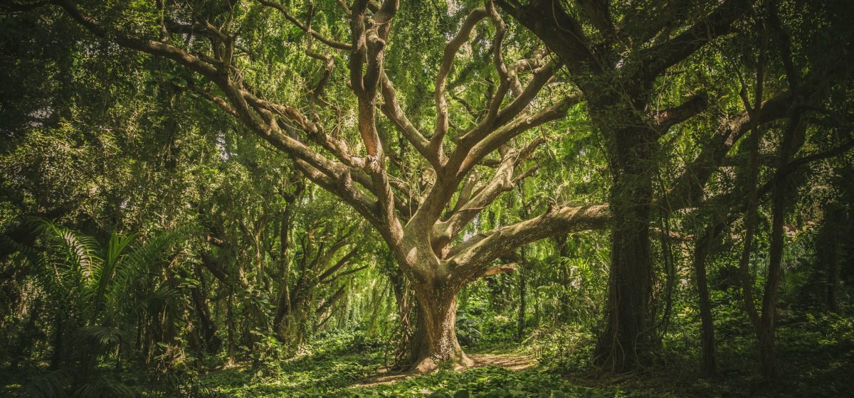 pexels-photo-38136-38136 Captivating view of a sprawling ancient tree in a verdant forest setting, perfect for nature backgrounds.